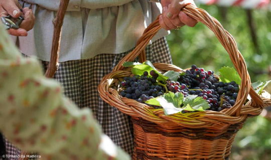 Epic Madeira Wine Festival